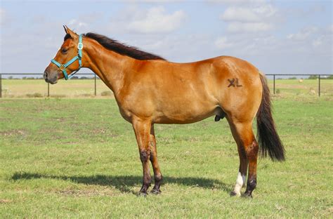 American Quarter Horse .